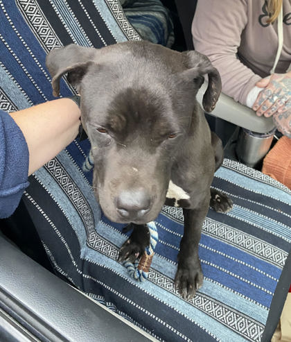 View Rowan the Dog Photo #1