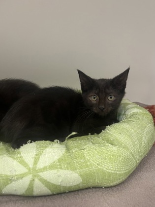 How Do I Adopt a Cat: Essential Tips for a Smooth Process