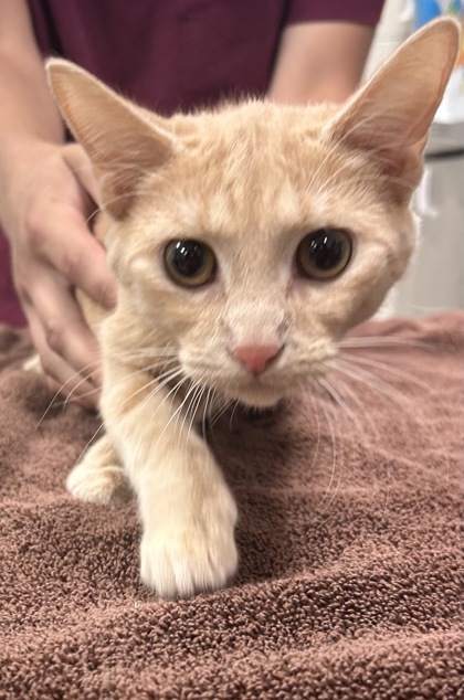 MISSY - Domestic Shorthair / Mix available for adoption