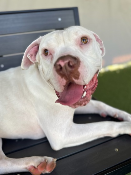 TYSON (BONDED TO BEAR) - American Bulldog / Mix available for adoption