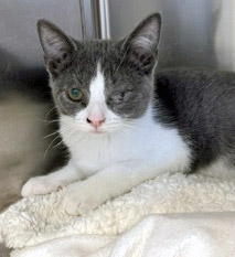 View Violet the Cat Photo #2