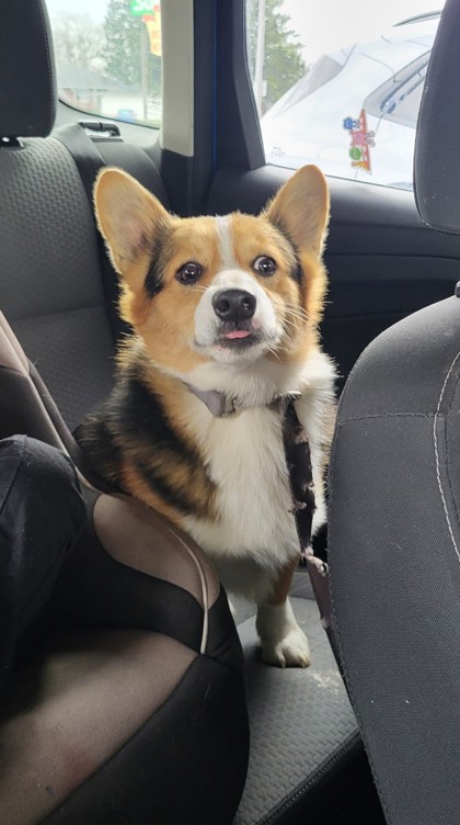 Dog