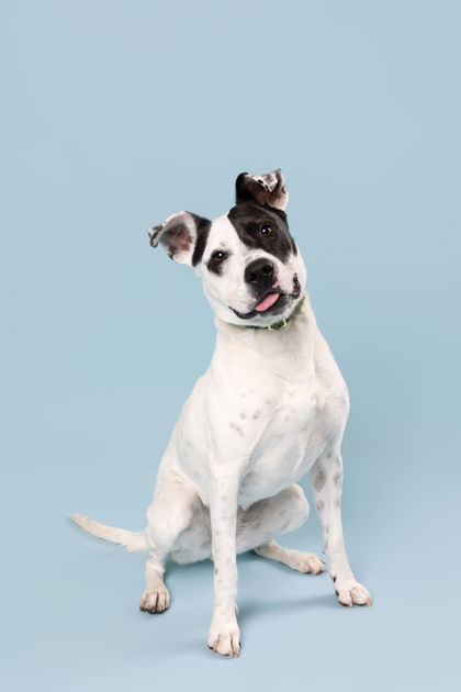 BASIL - Staffordshire Bull Terrier / Mix available for adoption