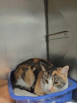 View Cypher the Cat Photo #1