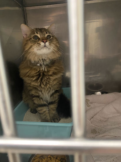 Help Rehome This Cat Cat