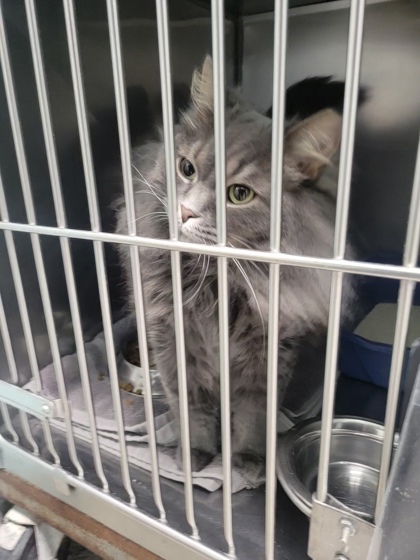 View Found Cat Photo #1