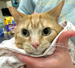 View Gizmo (in Foster) the Cat Photo #1