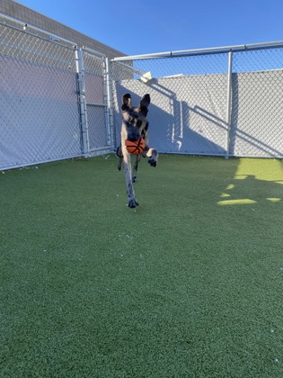 View Mr. Bobinsky the Dog Photo #2