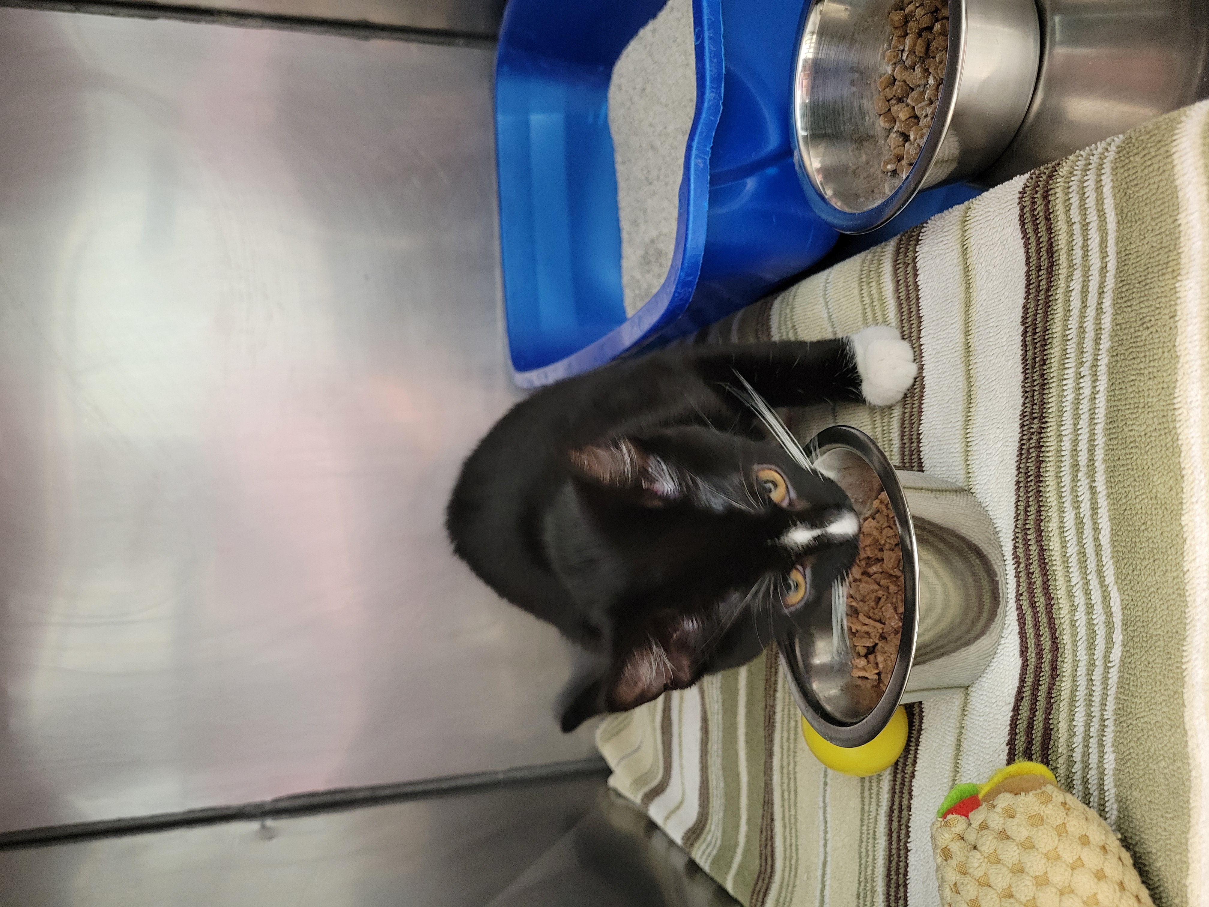 Help Rehome This Cat Cat