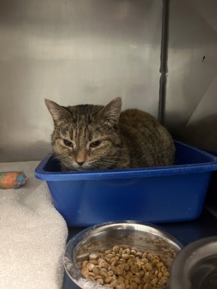 View Tinkerbell the Cat Photo #1