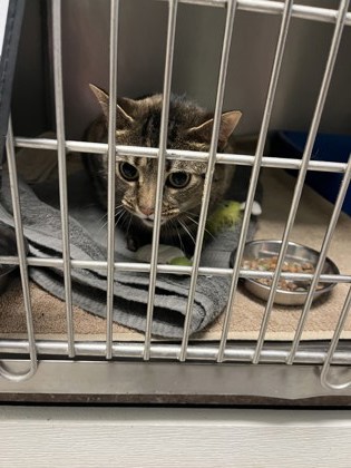 View Tiny the Cat Photo #2