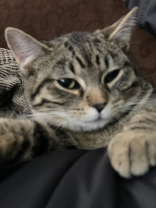 Have You Seen Misty? Cat