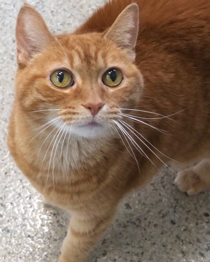 Learn More About Ginger Ginger