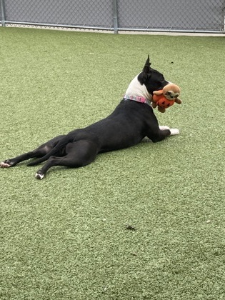 View Kourt the Dog Photo #1