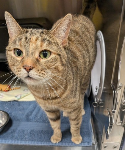 View Tigger the Cat Photo #2