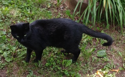 Cat