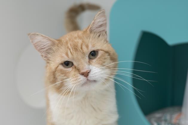 View Waffle the Cat Photo #2