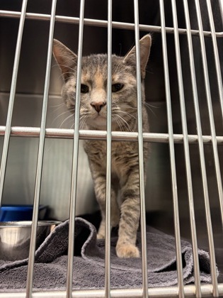 NESTA (AT PETSMART) - Domestic Shorthair / Mix available for adoption