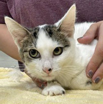 View Oyster the Cat Photo #2