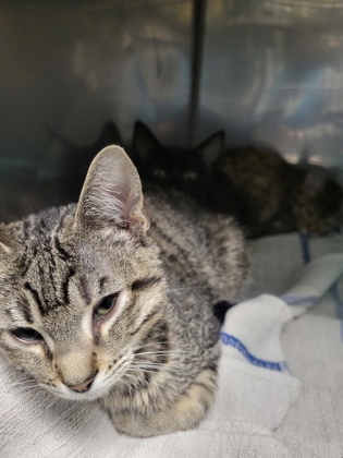 Help Rehome This Cat Cat