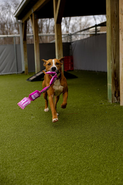 View Andy the Dog Photo #1