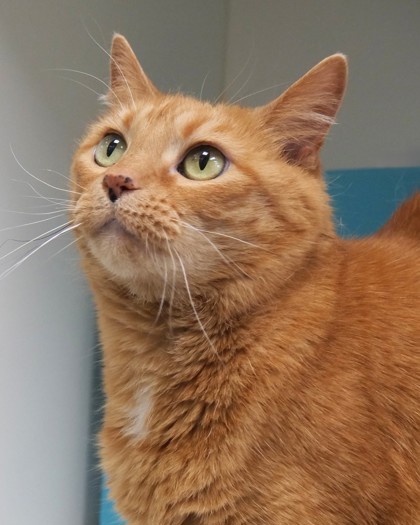 View Piper Bea the Cat Photo #2