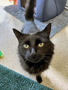 View Binky the Cat Photo #1