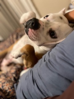 View Freddie (in Foster) the Dog Photo #1