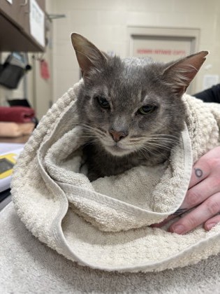 View Finn the Cat Photo #1