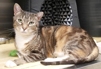 View Francine Fancy Pants the Cat Photo #1