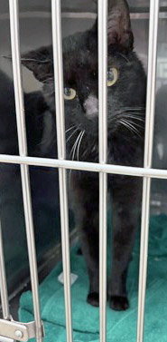 View Telly the Cat Photo #3