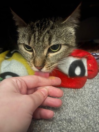 View May (in Foster) the Cat Photo #2