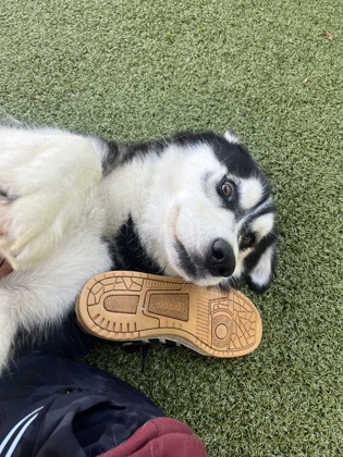 View Laura the Dog Photo #1