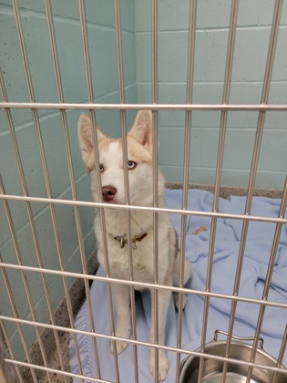 Help Rehome This Dog Dog