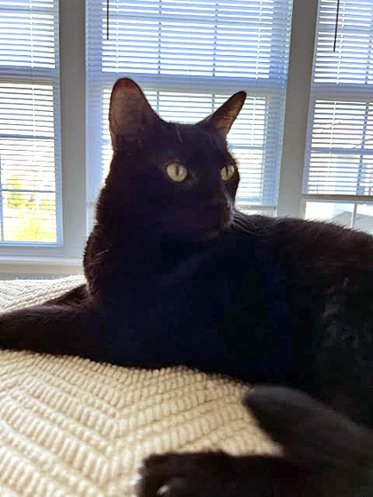 View Kevin the Cat Photo #1