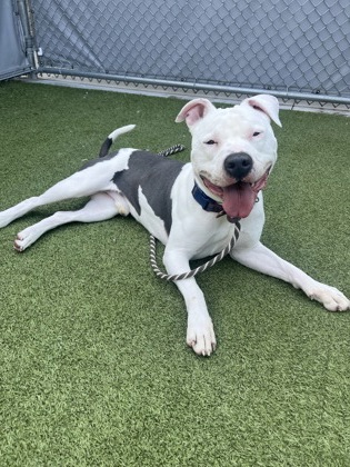 View Dozer (in Foster) the Dog Photo #1