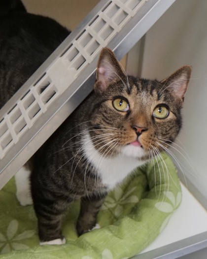 View Twix the Cat Photo #1