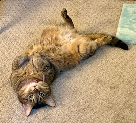 View Mia the Cat Photo #2