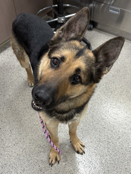 View Dex the Dog Photo #1