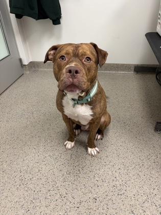 View Pumpkin the Dog Photo #1