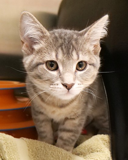 Learn More About Baguette