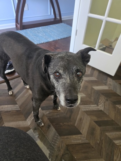 PIXIE (IN FOSTER) - Labrador Retriever / Mix available for adoption