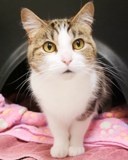 Photo of Lady