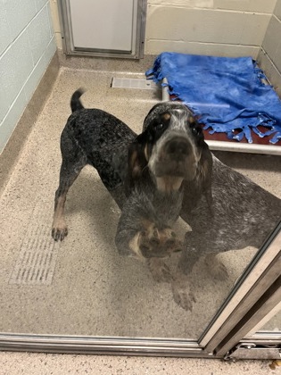 View Diesel the Dog Photo #1