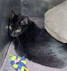 View Malachi (bonded To Boogie) In Foster the Cat Photo #2