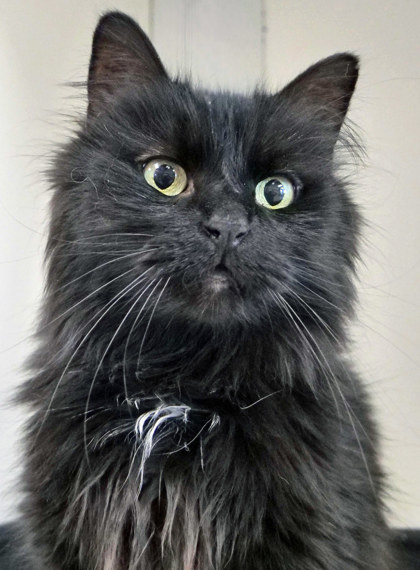 Spooky (bonded To Hook)  (at Smitten Kitten)