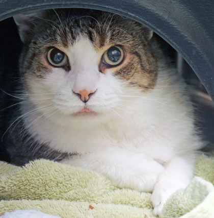 View Star Lord (in Foster) the Cat Photo #1