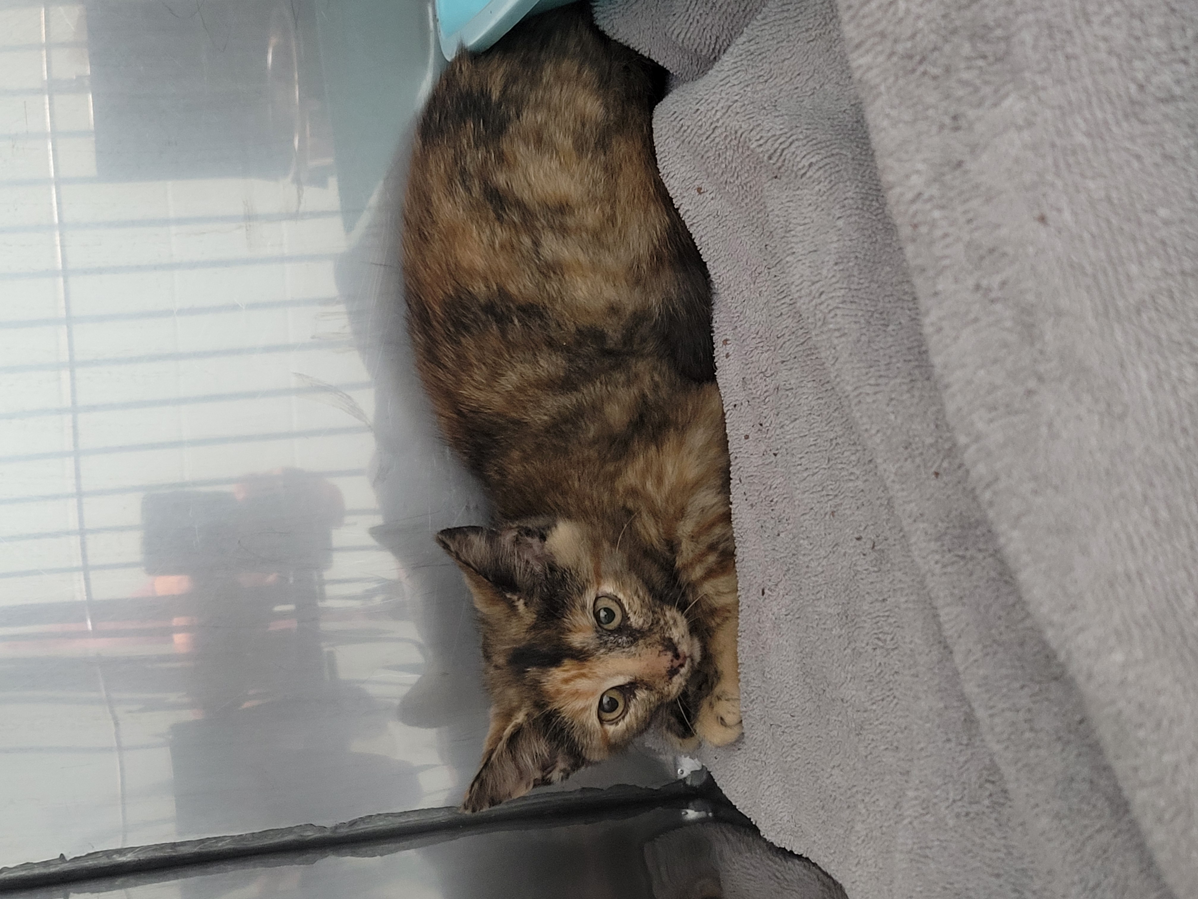 Help Rehome This Cat Cat