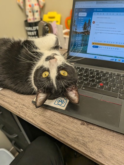 View Cleo the Cat Photo #1