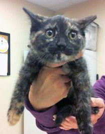 View Florence (In Foster) the Cat Photo #2